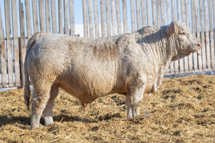 bull