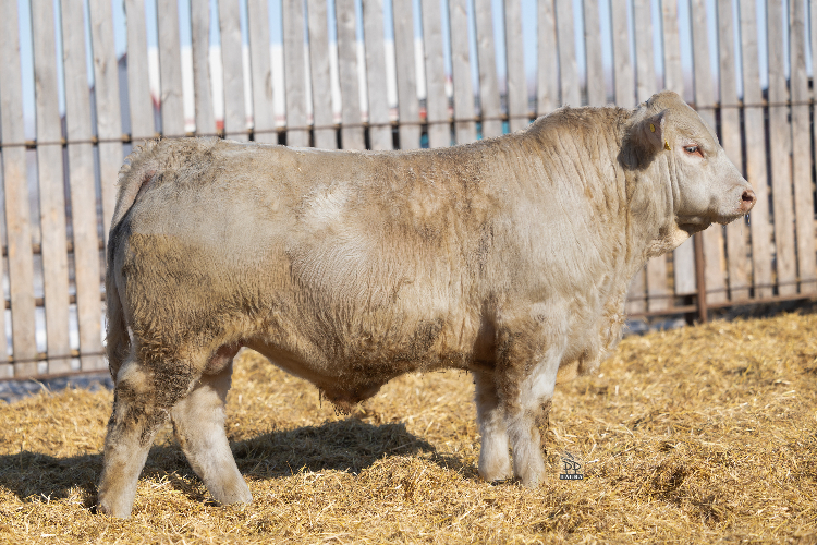 bull