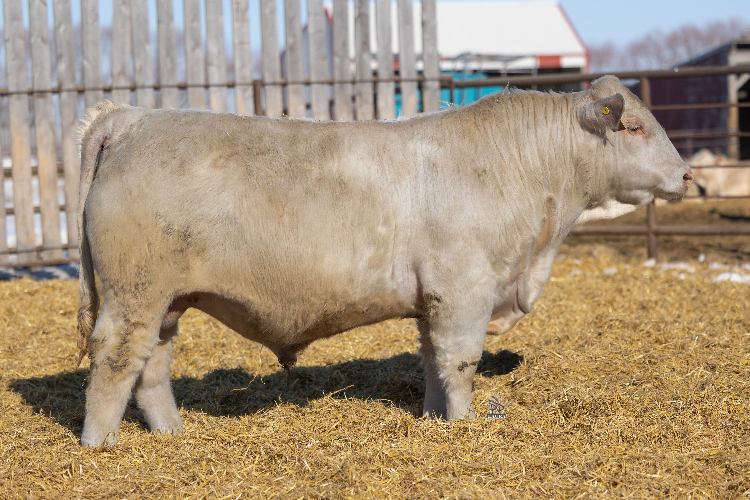 bull