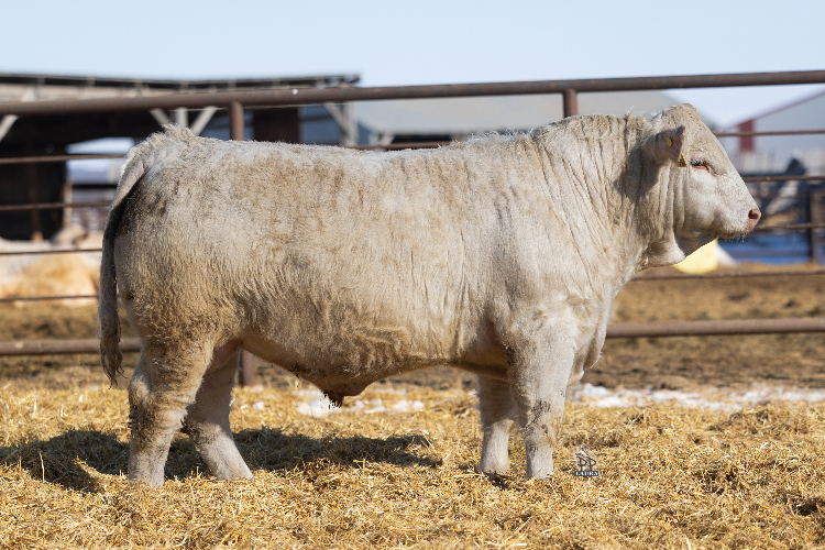 bull