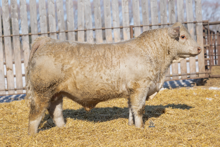 bull