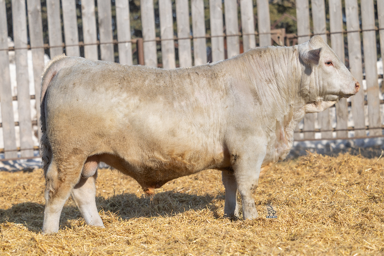 bull