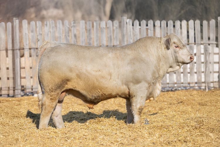 bull