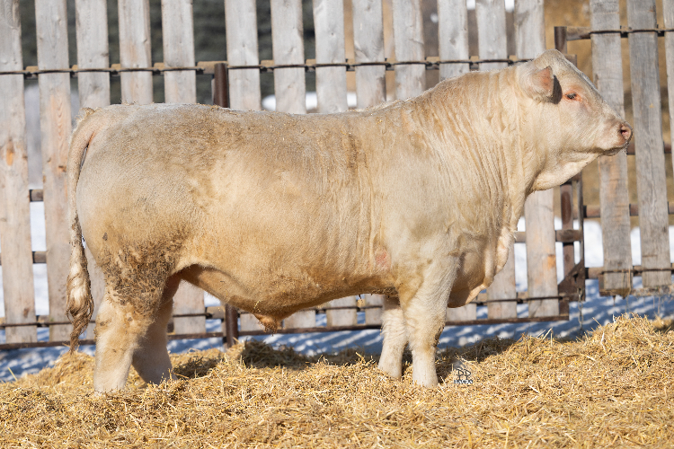 bull