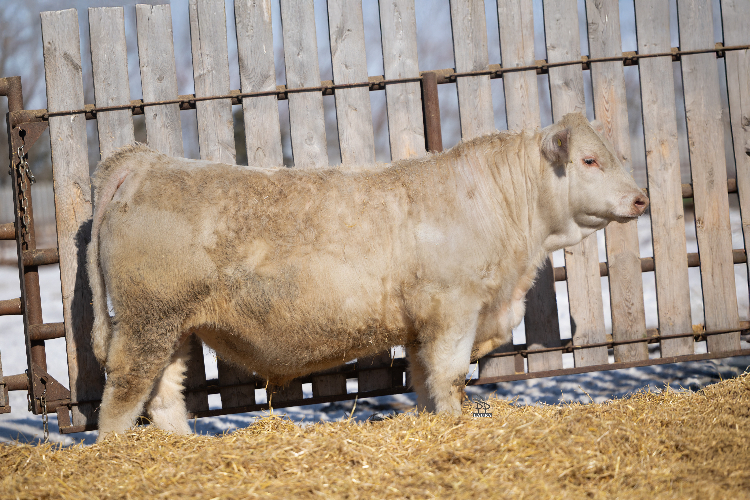 bull