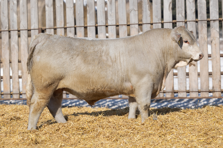 bull
